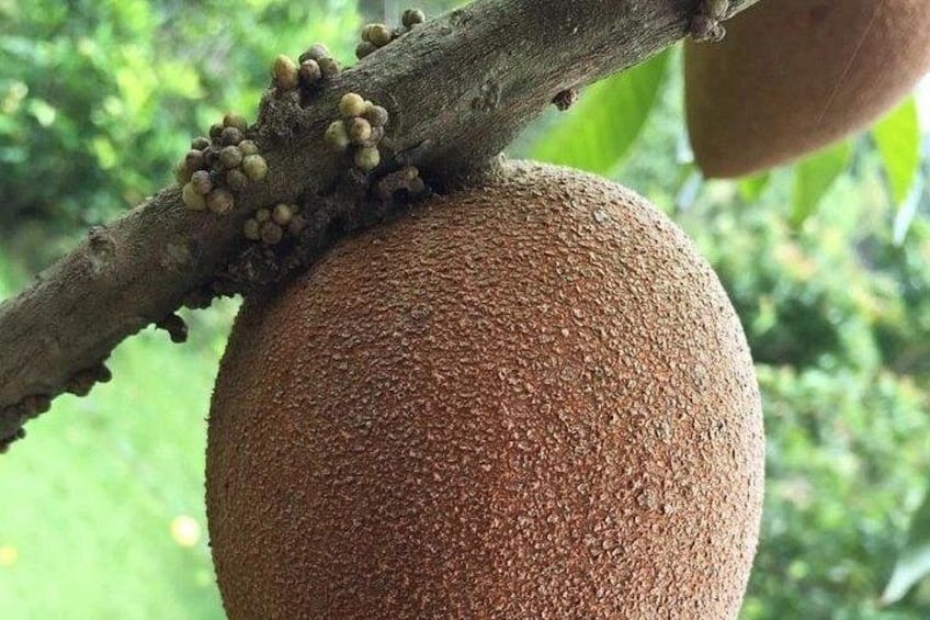 Guided Tasting of 15+ Tropical Fruits in Playa del Carmen 4
