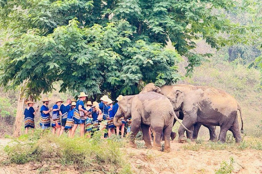 Walk beside giants, not on them – an ethical elephant experience to remember forever 5