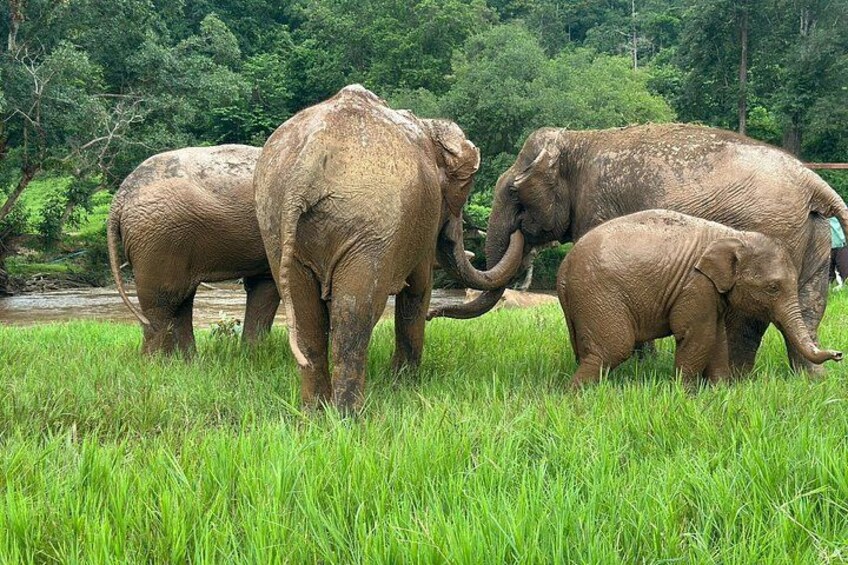 Walk beside giants, not on them – an ethical elephant experience to remember forever 1