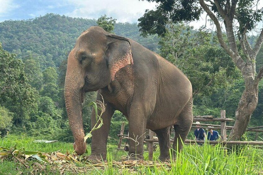 Walk beside giants, not on them – an ethical elephant experience to remember forever 5