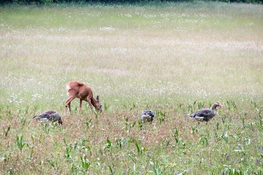 In the morning, you can also see deer. 5