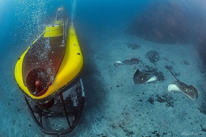 Un sous-marin jaune au fond de l’océan, entouré de la vie marine. 5