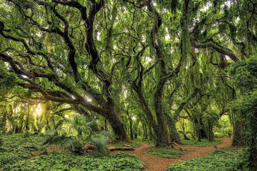 Een dicht bos met grote, met mos begroeide bomen, een onverhard pad en varens. 3