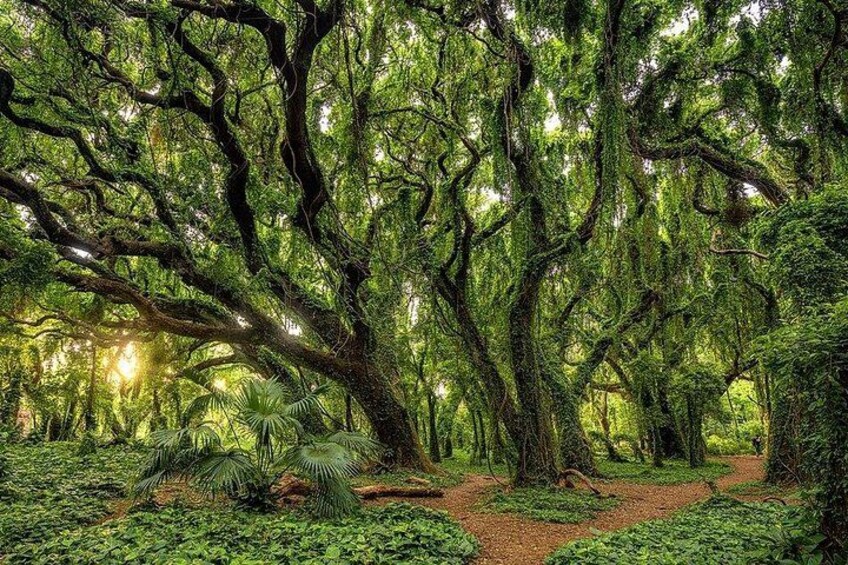 Shaka Shuttle Tours highlight of the Banyan Tree Forest Maui. 4