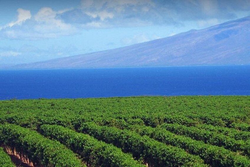 A coastal landscape with a vineyard and a view of the ocean. 3