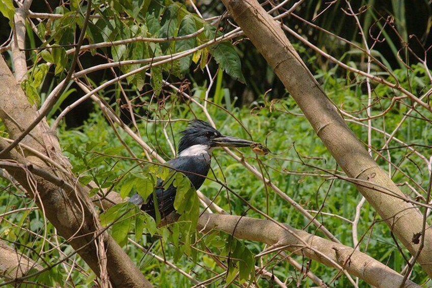 Damas Island Mangrove Kayak Adventure 4