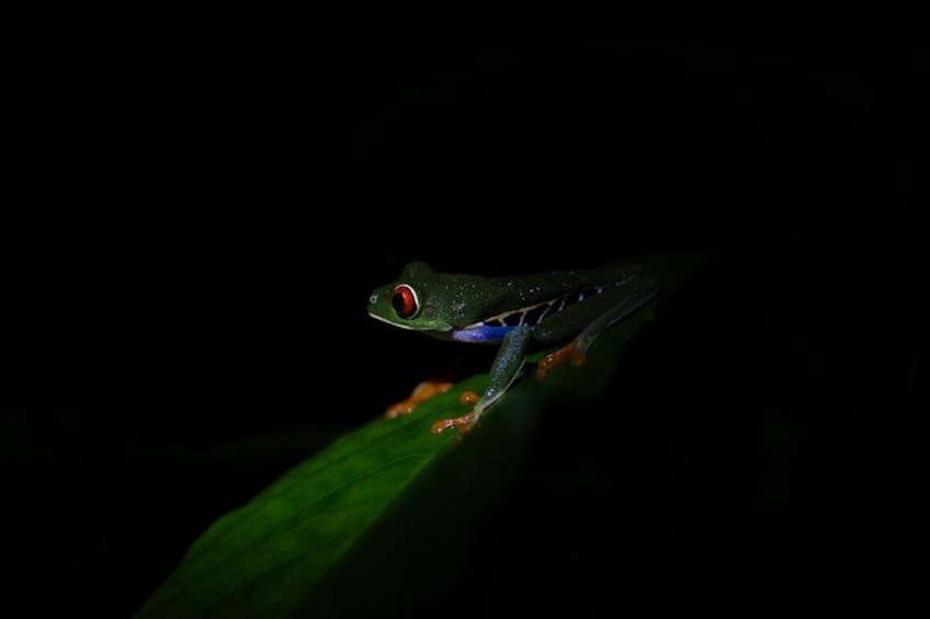 Une grenouille sur une feuille. 1