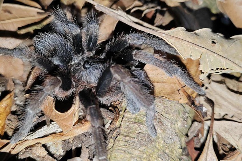 Une grosse araignée velue sur une feuille. 2