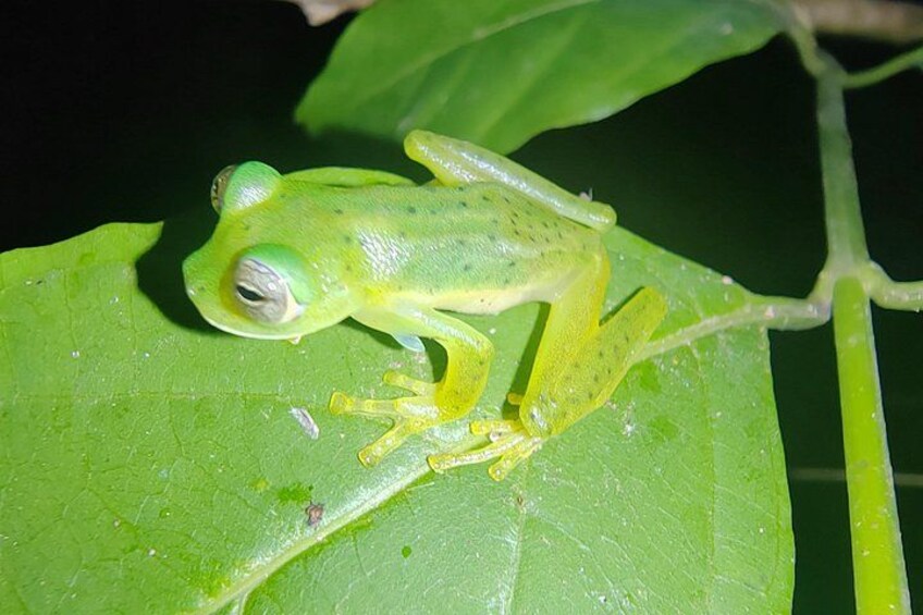 Une grenouille verte sur une feuille. 5