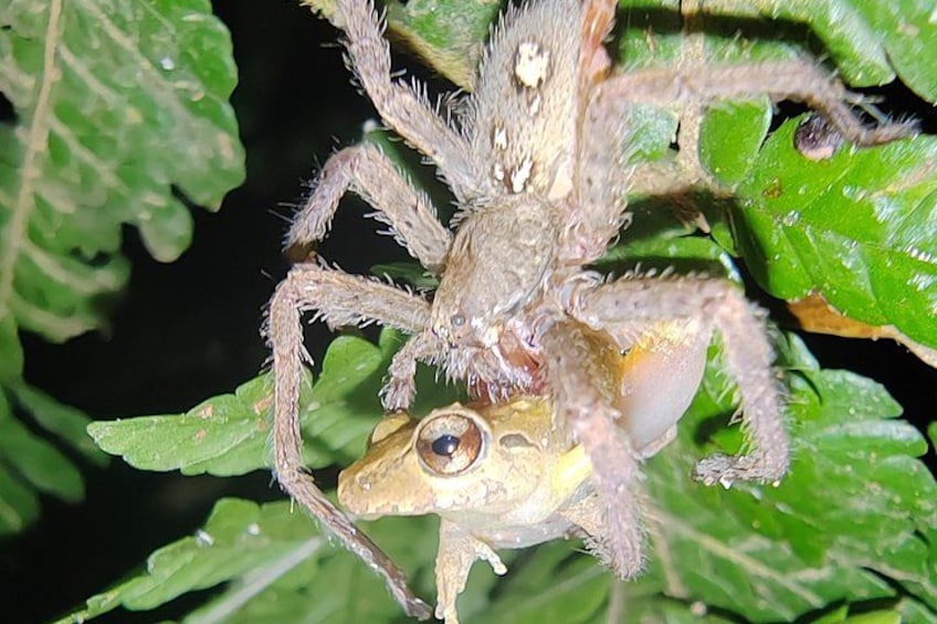 Une araignée portant une grenouille sur son dos, entourée de feuilles vertes. 4