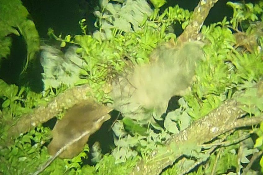 Une scène sous-marine dense, avec des plantes aquatiques vertes et un objet brunâtre, qui pourrait être un morceau de bois flotté ou une bûche immergée. 3