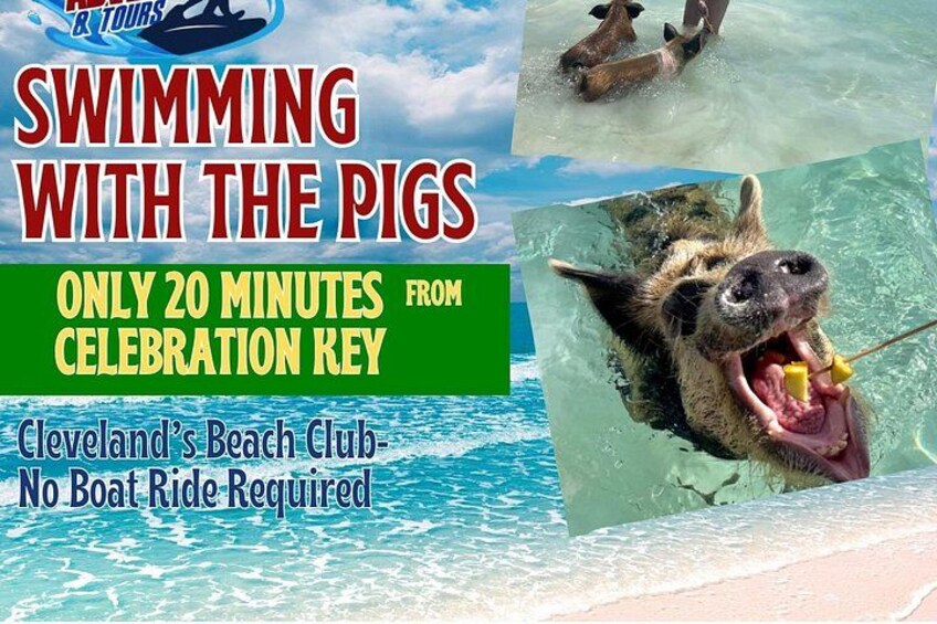 Cartel promocional para una experiencia de natación con cerdos en el Beach Club de Cleveland, destacando una duración de 20 minutos y la ausencia de paseo en bote. 4