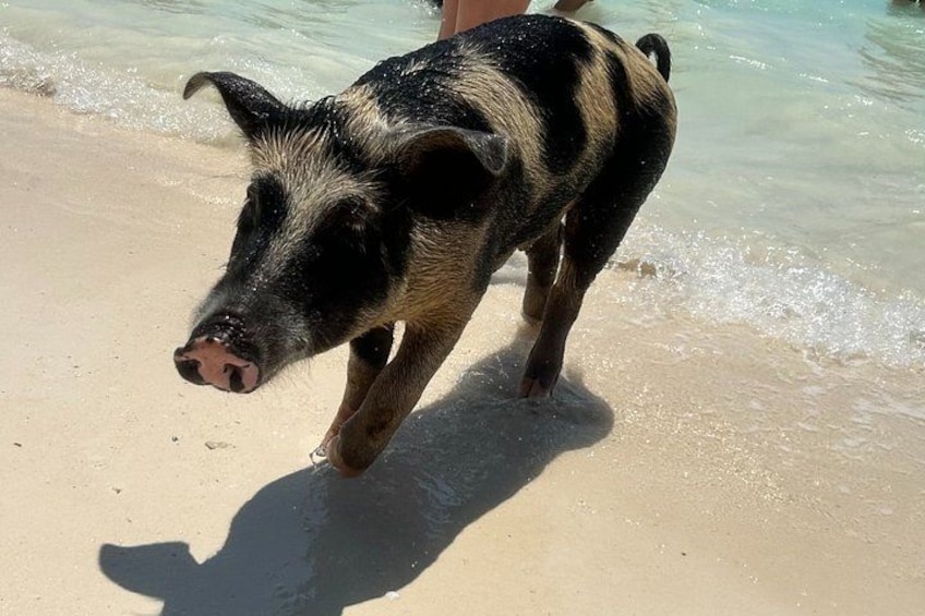 Un cerdo caminando sobre una playa arenosa con agua de fondo. 4