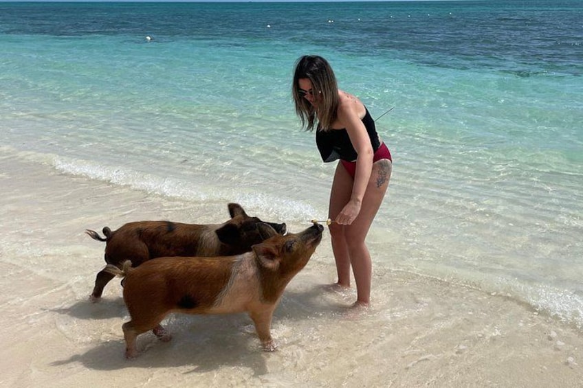 Swim with the Pigs Freeport @Creative Eco Adventures 4