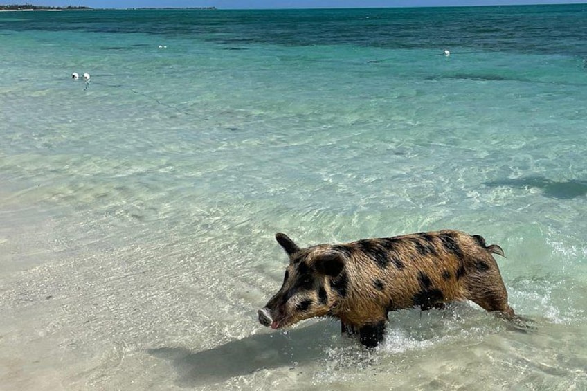 Un cerdo en aguas poco profundas. 5