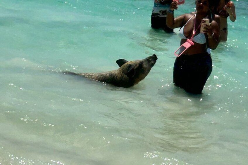 Swim with the Pigs Freeport @Creative Eco Adventures 4