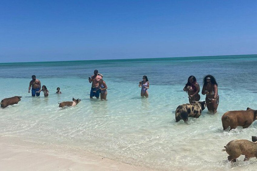 Personas en aguas poco profundas con ganado en la playa. 1
