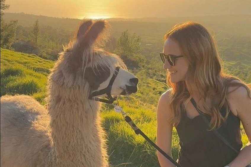 Get your sunset photo with your llama 2