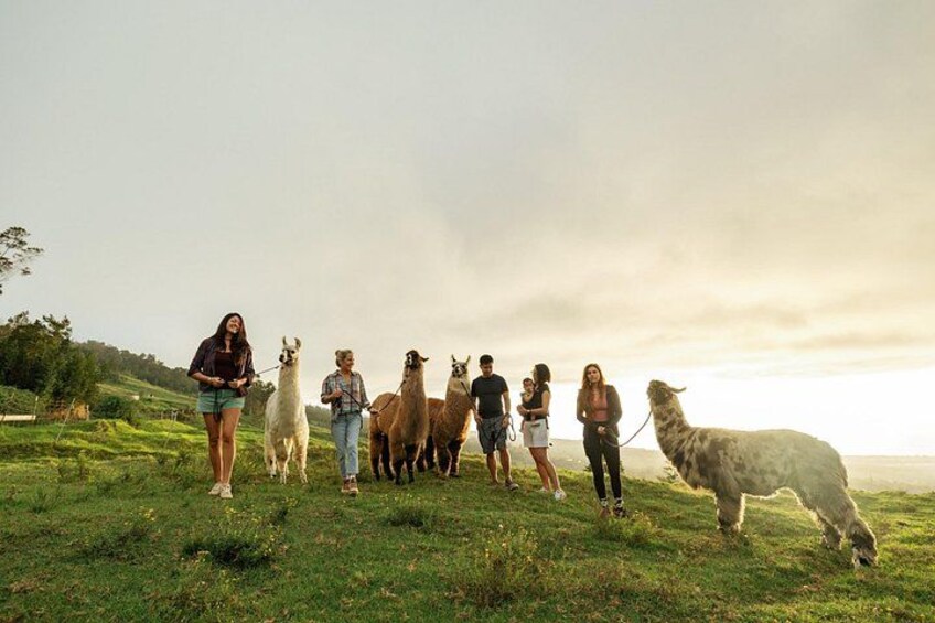 Llama Sunset Hike 4