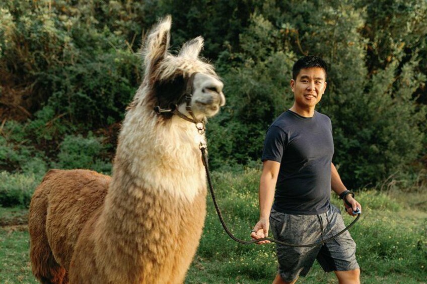 Come meet our beautiful llamas 5