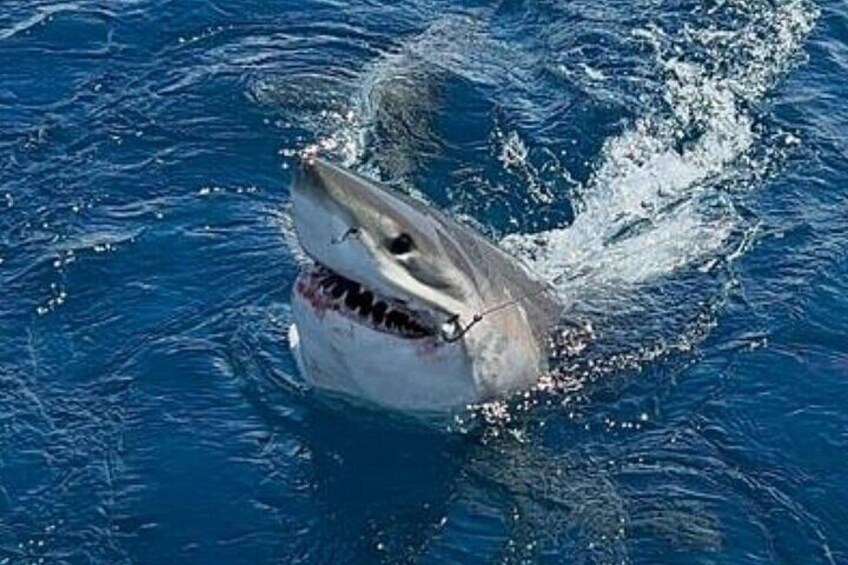Ein Hai schwimmt im Meer. 4