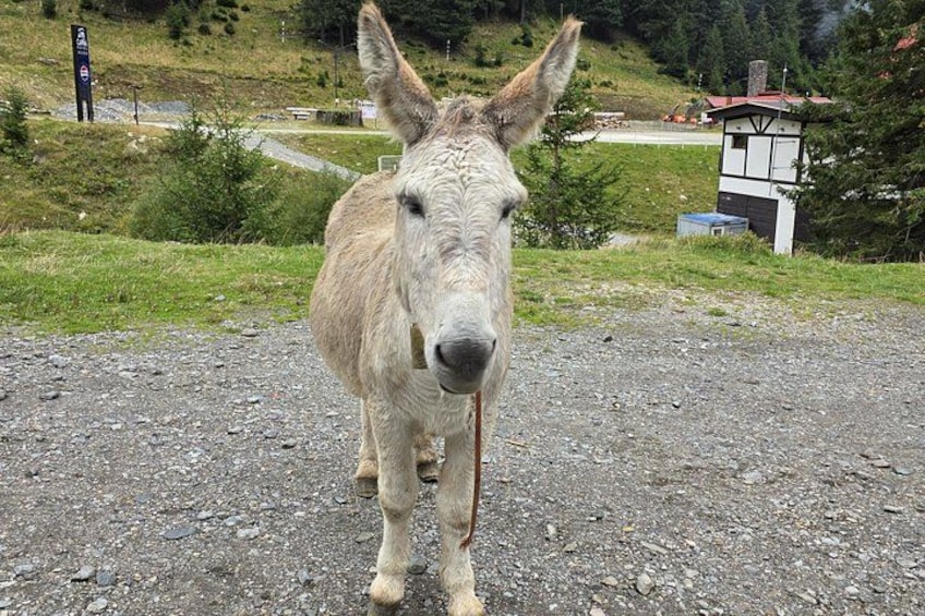 A donkey on a gravel path with a small building and trees in the background. 5