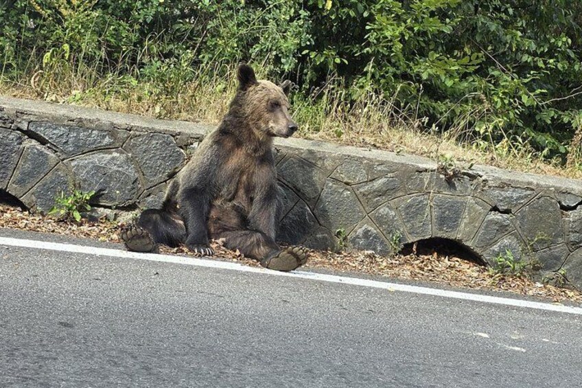 A bear sitting on a roadside. 3