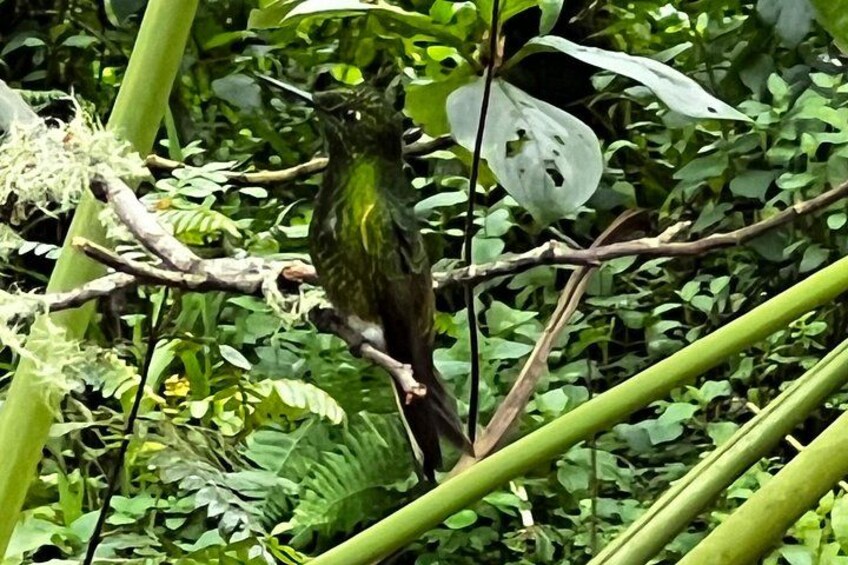 Un oiseau était perché sur une branche, entouré d’un feuillage dense. 3