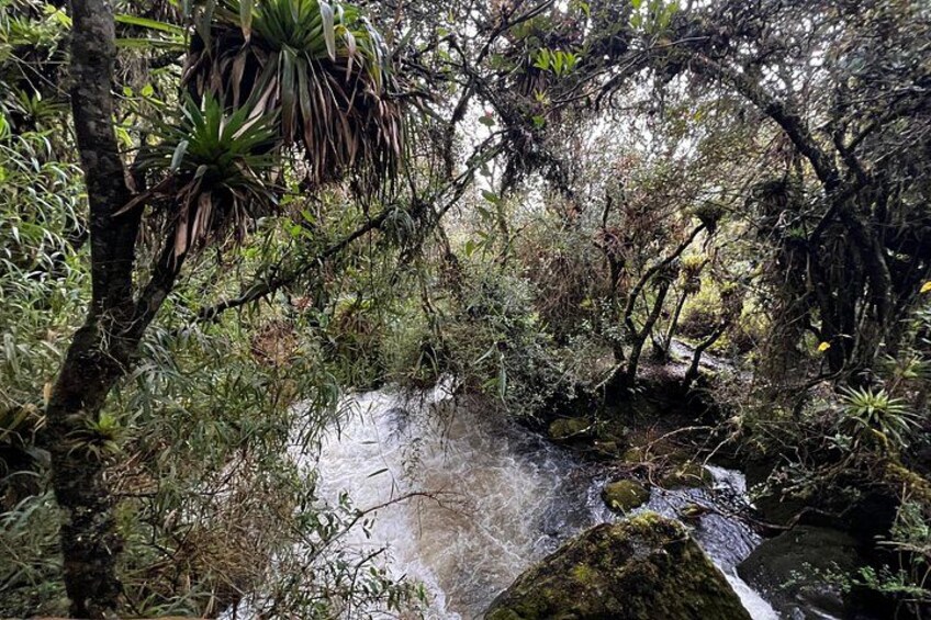 Une zone boisée avec un petit ruisseau, une végétation dense et une formation rocheuse. 2