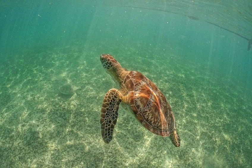 A sea turtle swimming underwater. 2