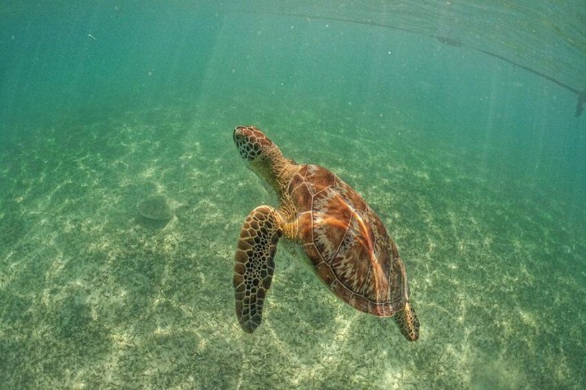 A sea turtle swimming underwater. 2
