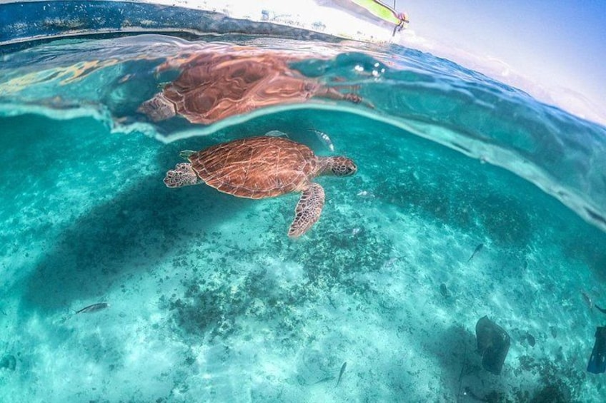 A turtle swimming in clear turquoise water. 3