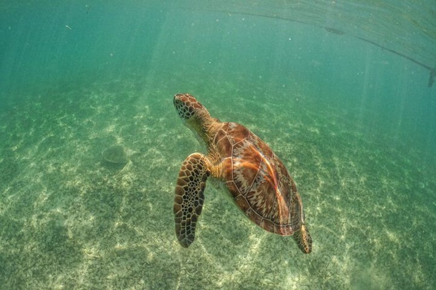 A sea turtle swimming underwater. 2