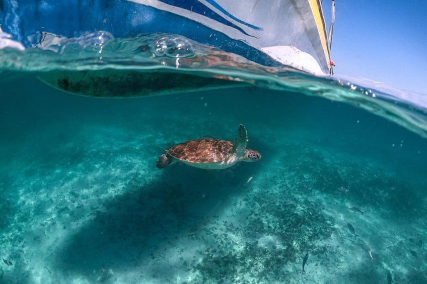 A turtle swimming underwater near a boat. 4