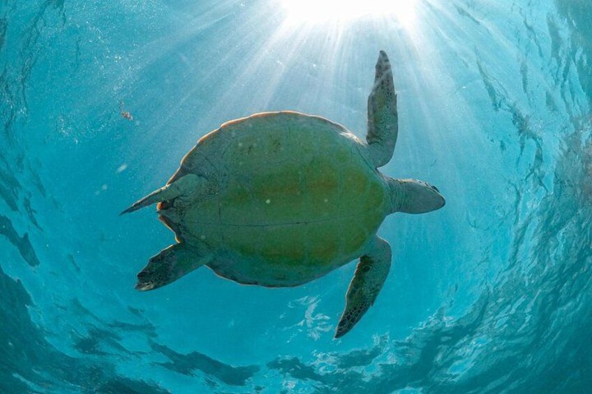 A sea turtle swimming underwater with sunlight filtering through the water. 3