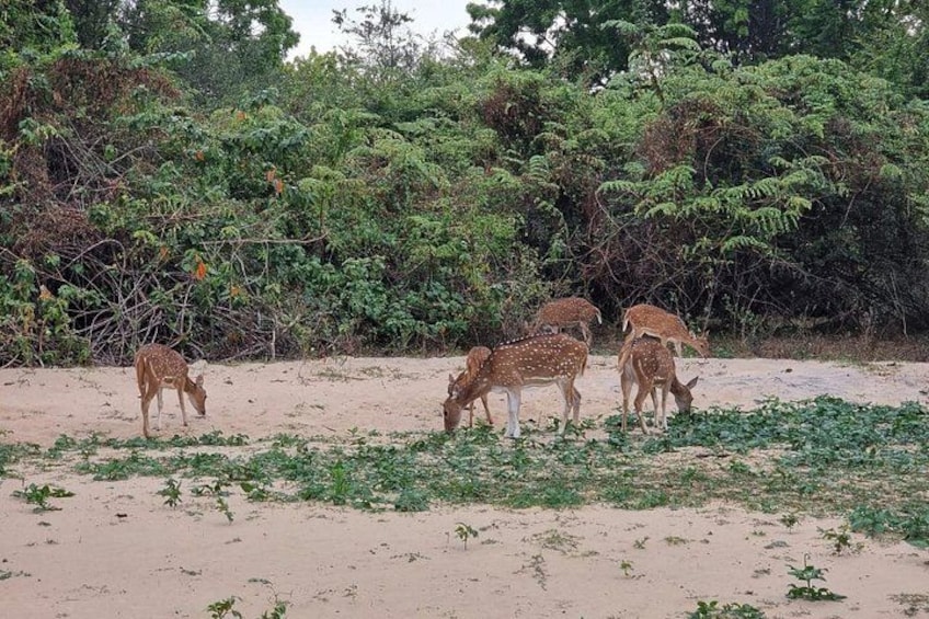 Udawalawe National Park Wildlife Safari Tours 4
