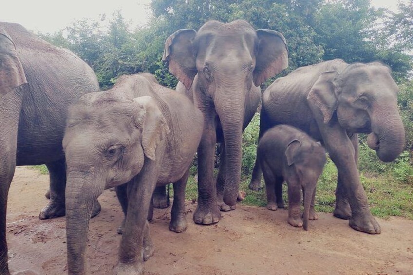 Udawalawe National Park Wildlife Safari Tours 2
