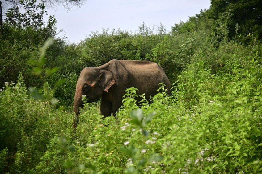 Udawalawe National Park Wildlife Safari Tours 1