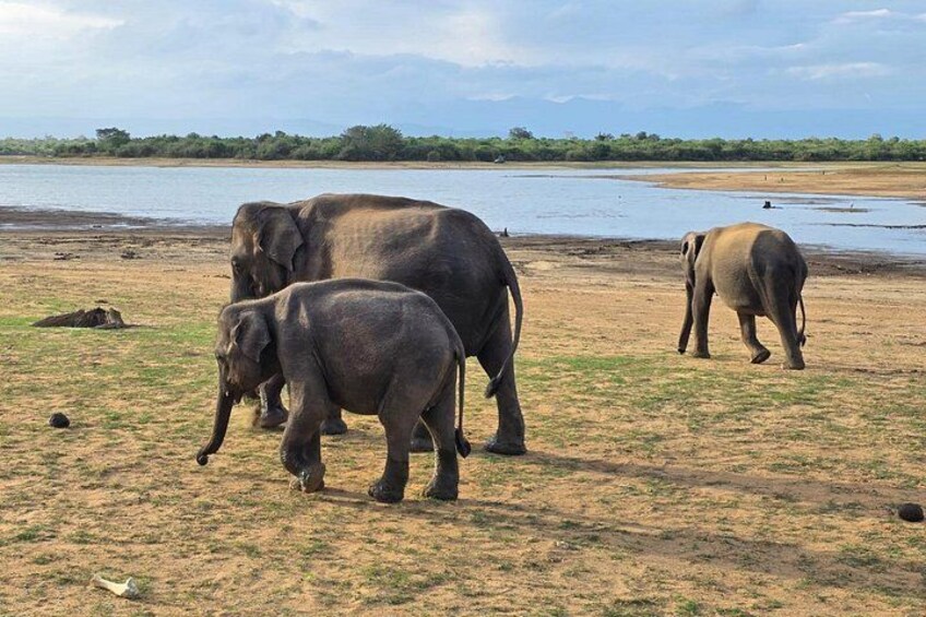 Udawalawe National Park Wildlife Safari Tours 2