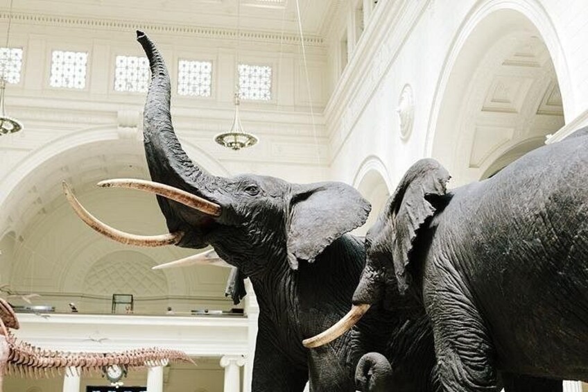 Field Museum Basic Admission Ticket with Tasting Experience 2
