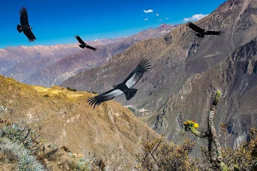 Three birds flying over a mountainous landscape with rocky terrain and sparse vegetation. 1