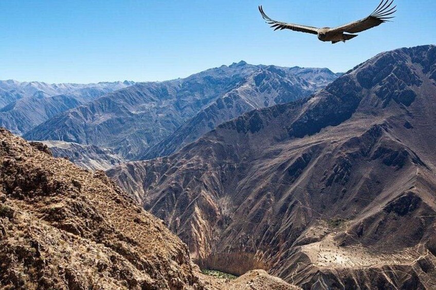 A bird in flight over a mountainous landscape. 2