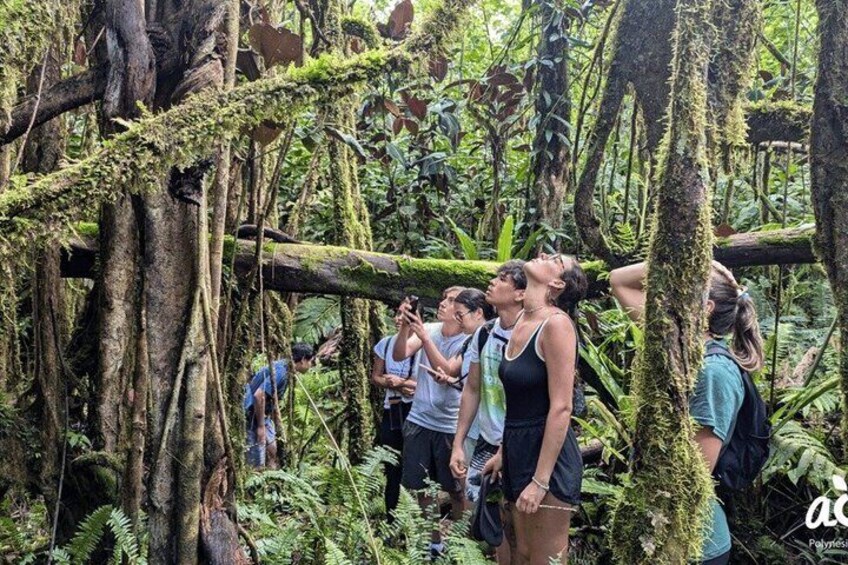 Tahiti: Guided Hiking in a Biodiversity Sanctuary 2