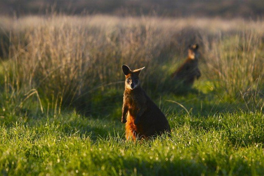 A kangaroo sitting in a grassy field with another kangaroo in the background. 5
