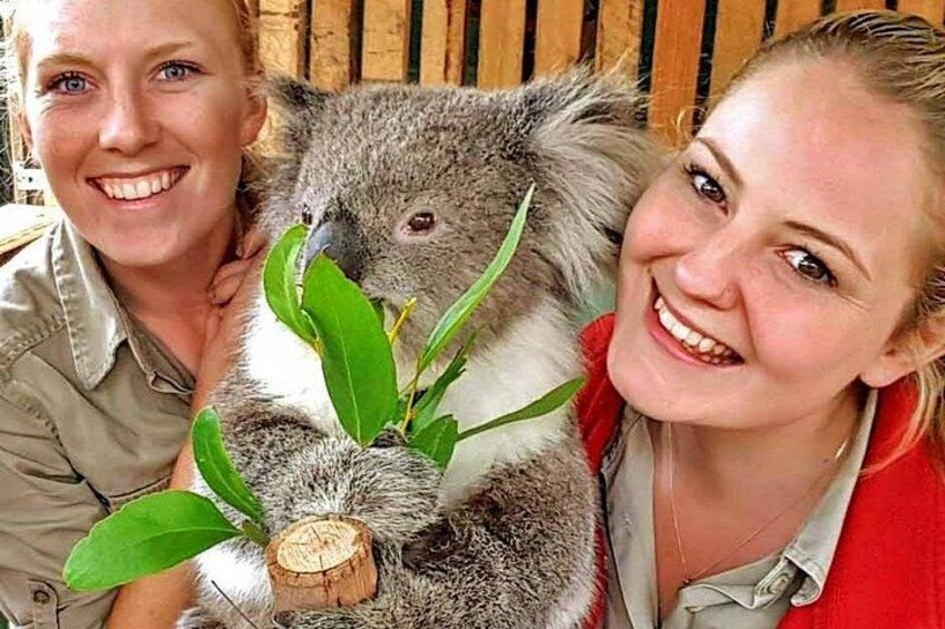 A person holding a koala with eucalyptus leaves. 4
