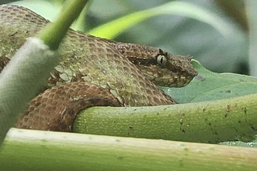 From a safe distance reptiles observation. 3