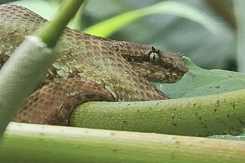 From a safe distance reptiles observation. 3