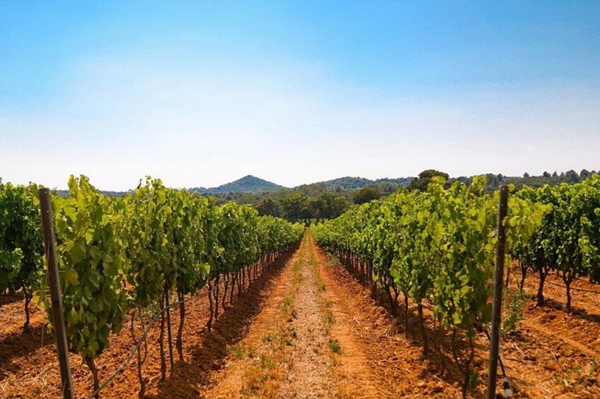 4x4 tour in a winery followed by a tasting 2