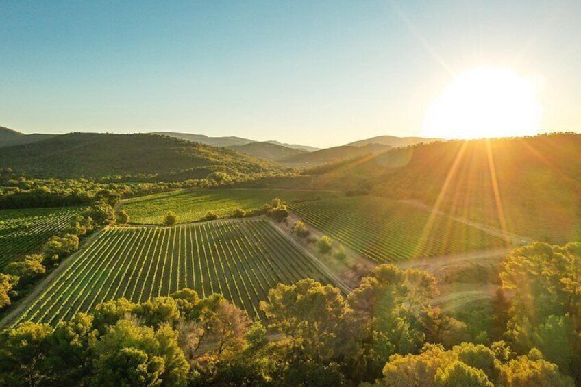 A vineyard with rows of grapevines under a clear sky. 3
