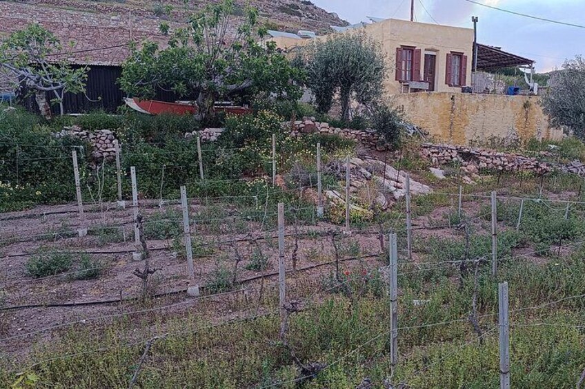 Syros: Small-Group Village Walking Tour with Wine and Snacks 3